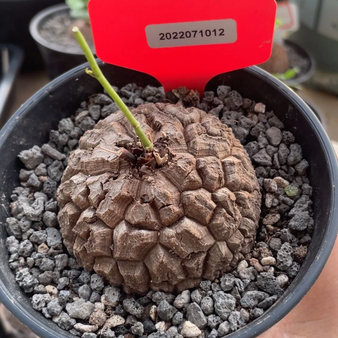 赖*赖少，龟甲龙123456