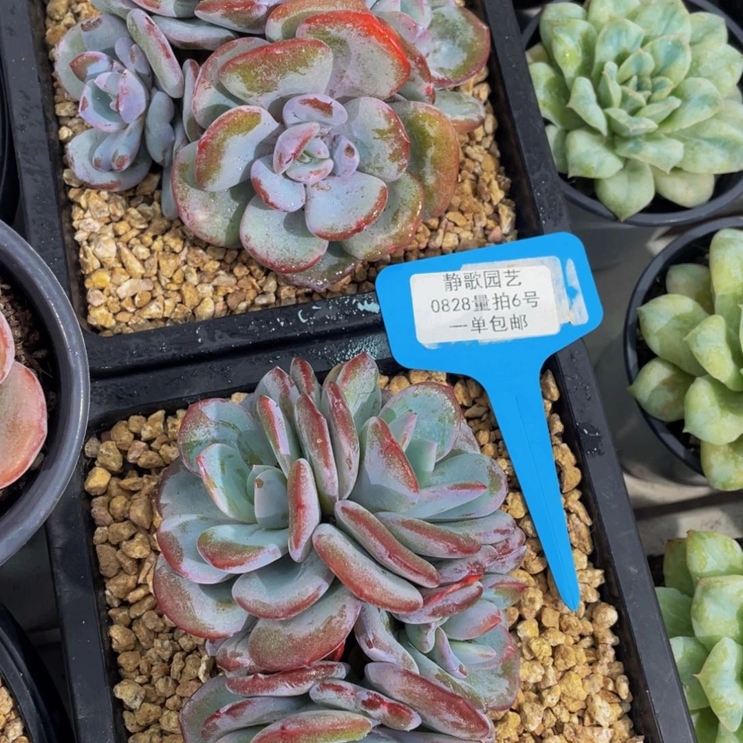 0828-6-正版韩版奶茶四头群一颗量拍