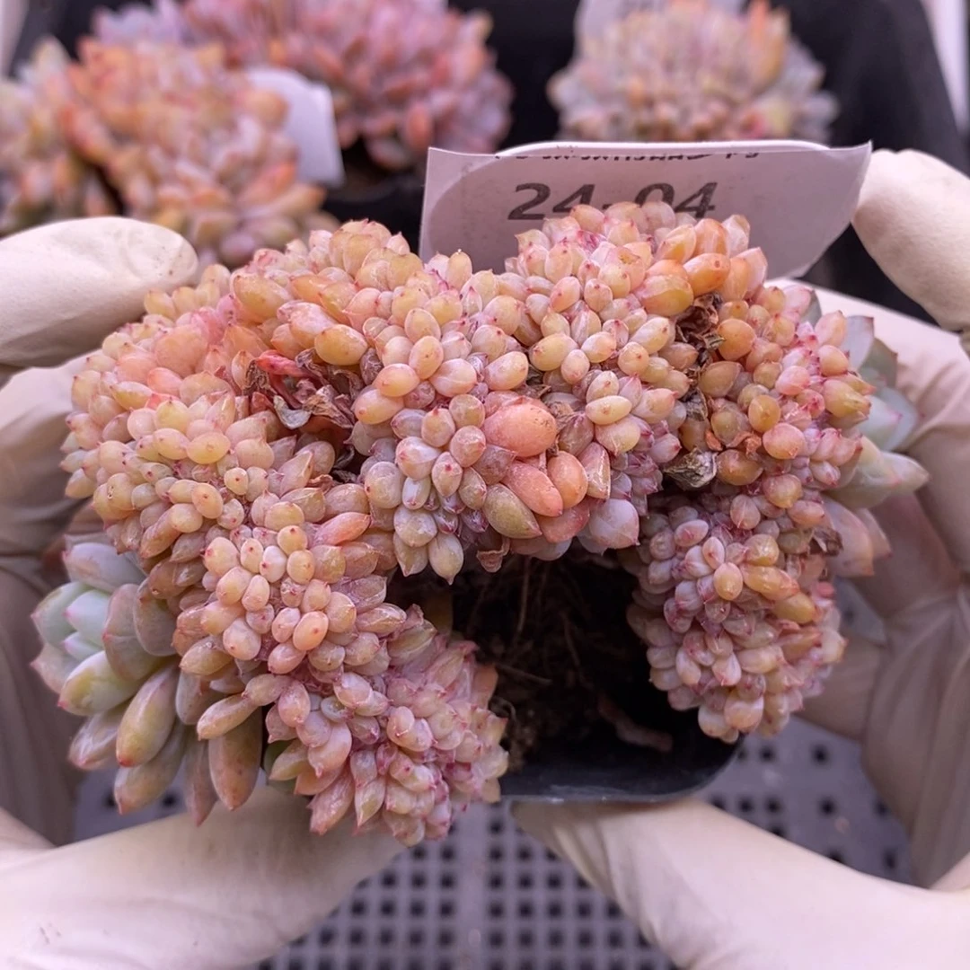 【闪购商品】24-84