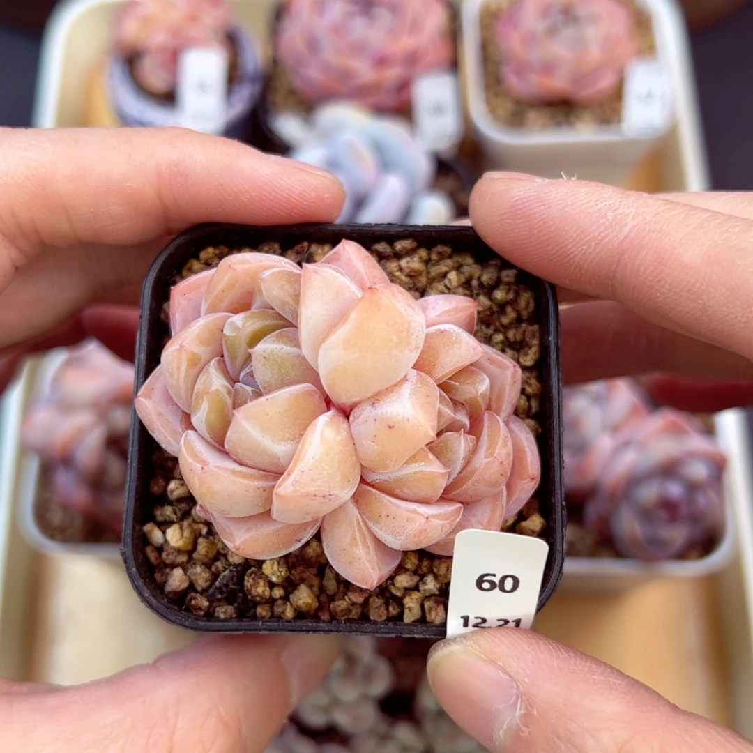 好好看60、哈哈哈哈