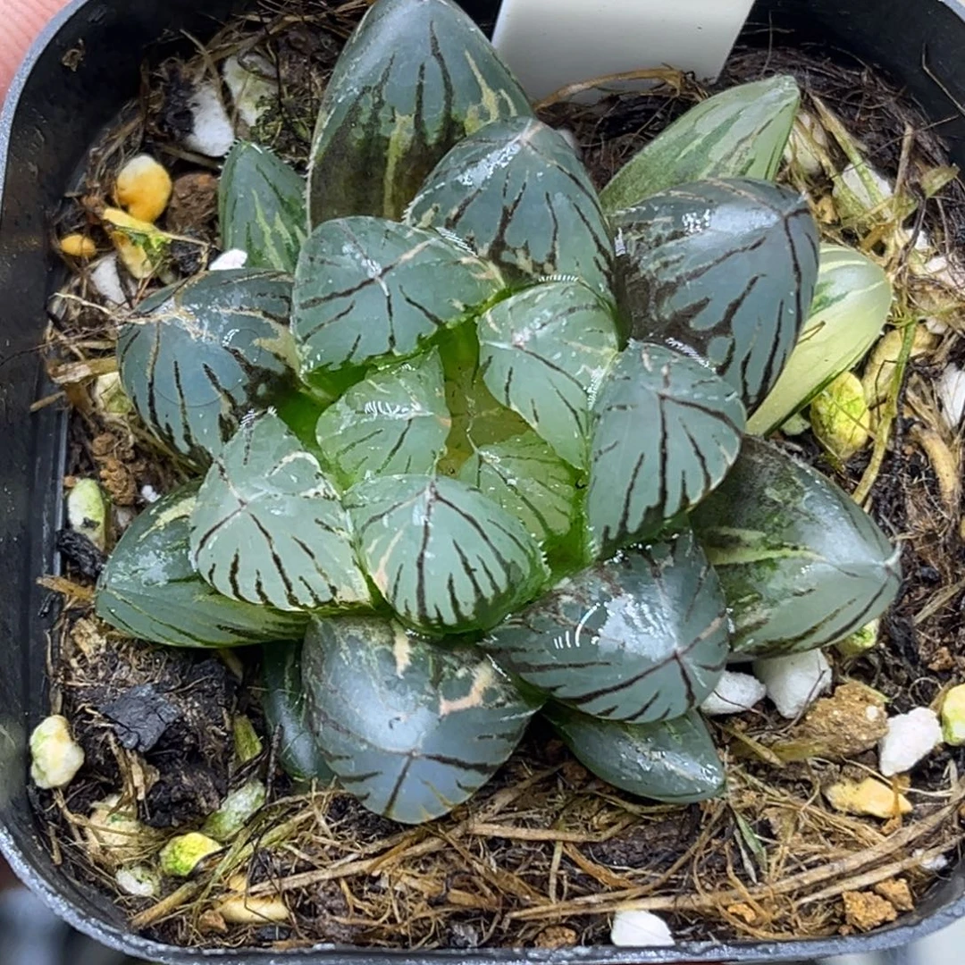 70龙爪玉露锦头家多肉十二卷