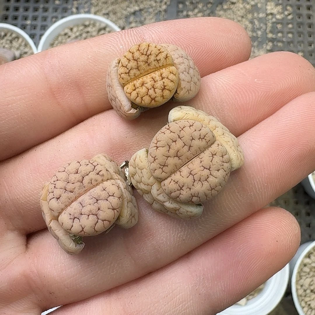 茜***.625 哈哈哈哈哈哈哈