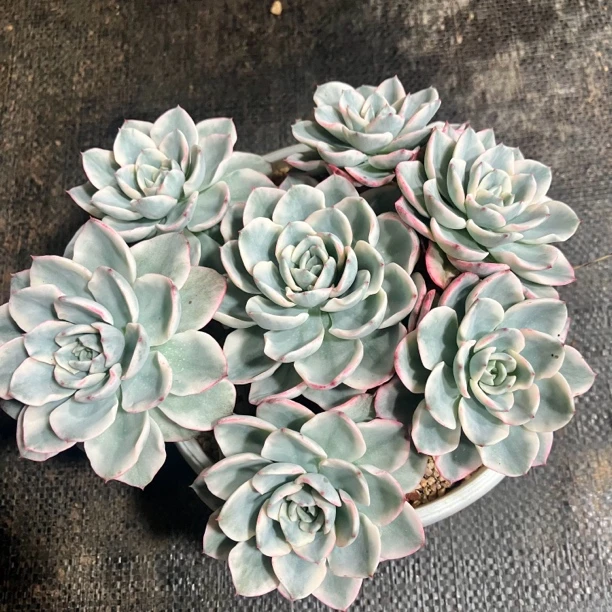奶油黄桃多肉植物