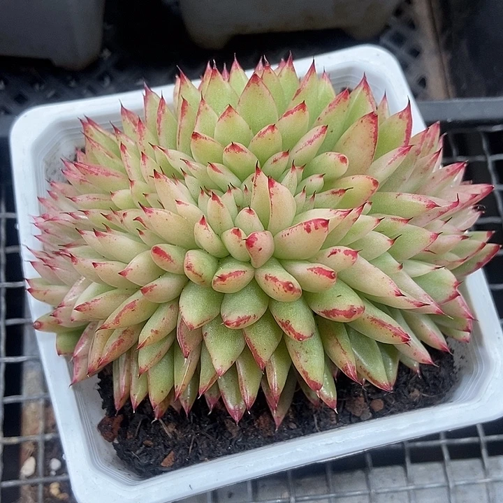 东云锦缀化多肉植物