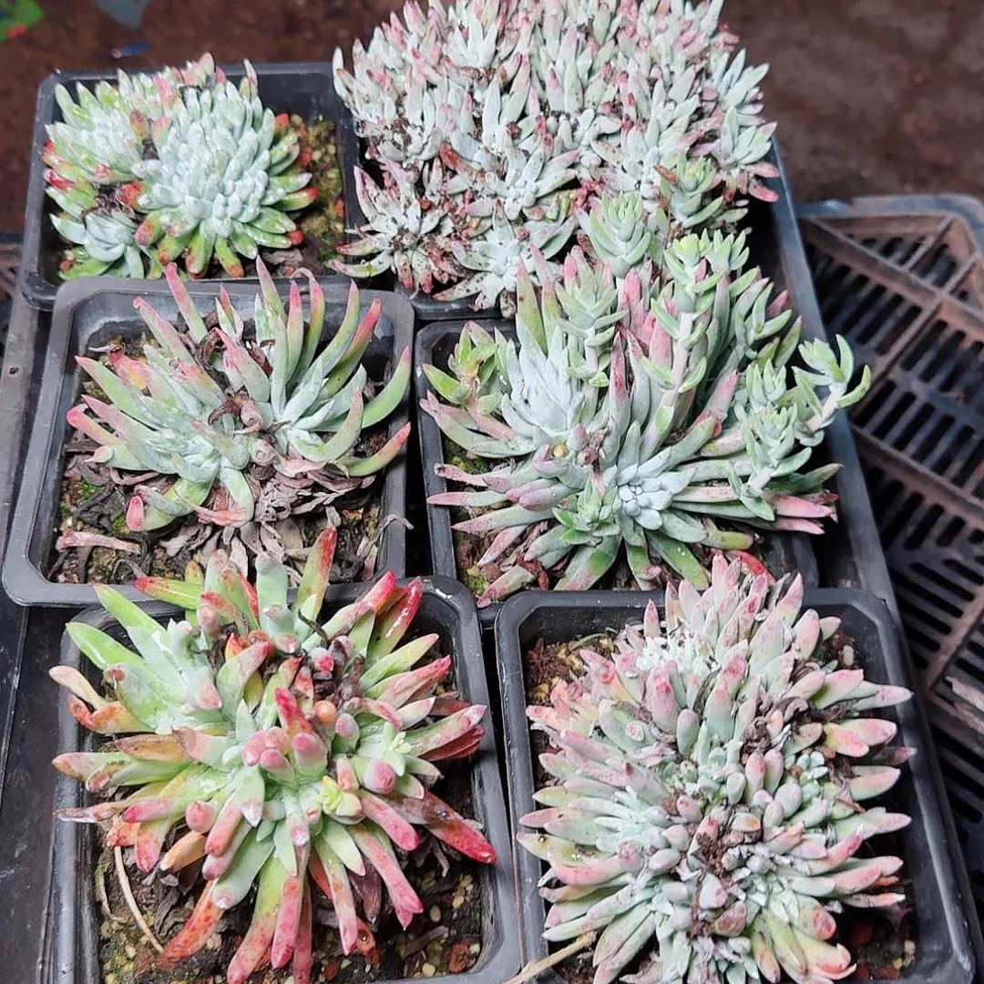 1557瑕疵框拍多肉