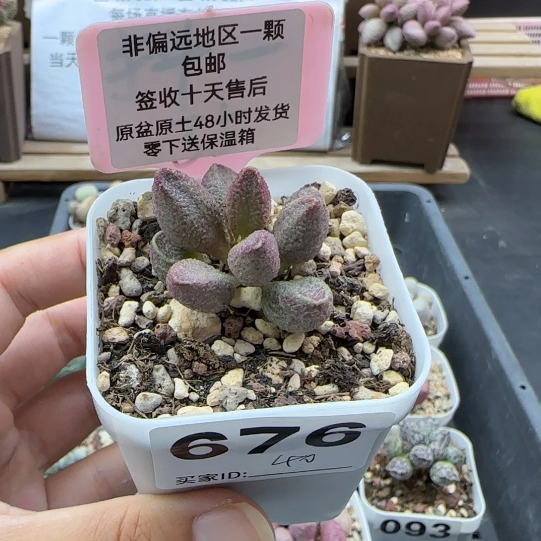 676萤石多肉植物