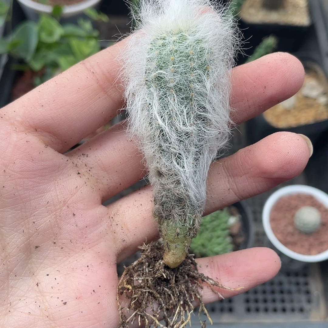 512自根白发虾仙人球植物