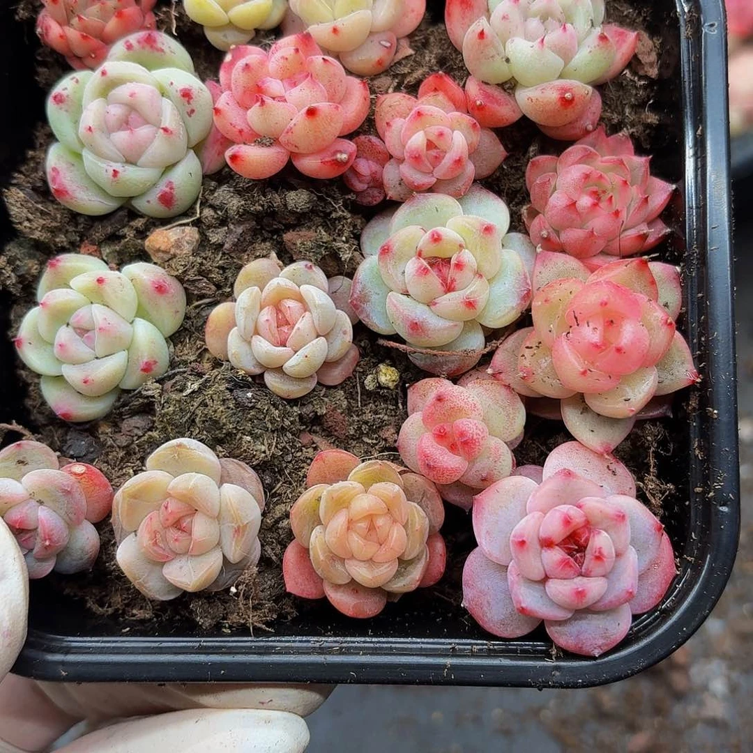 多肉植物多肉植物210