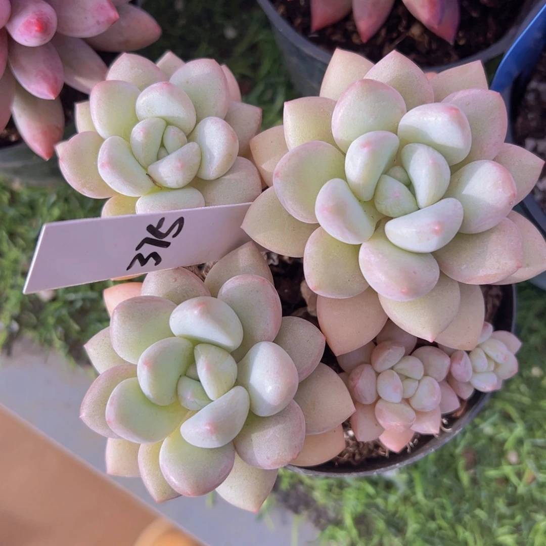 香玉的故事是一个人的