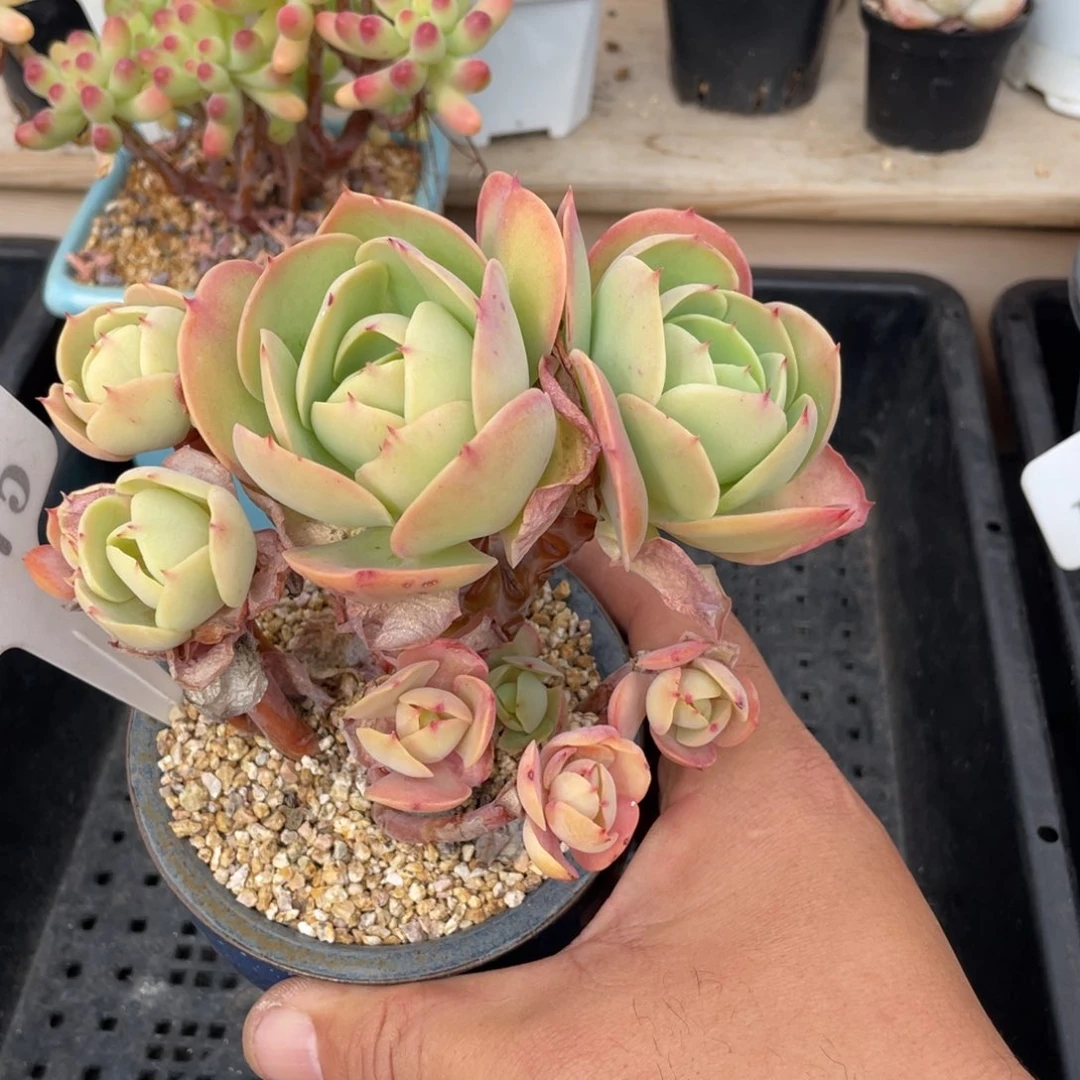 0575碧桃不带盆12厘米