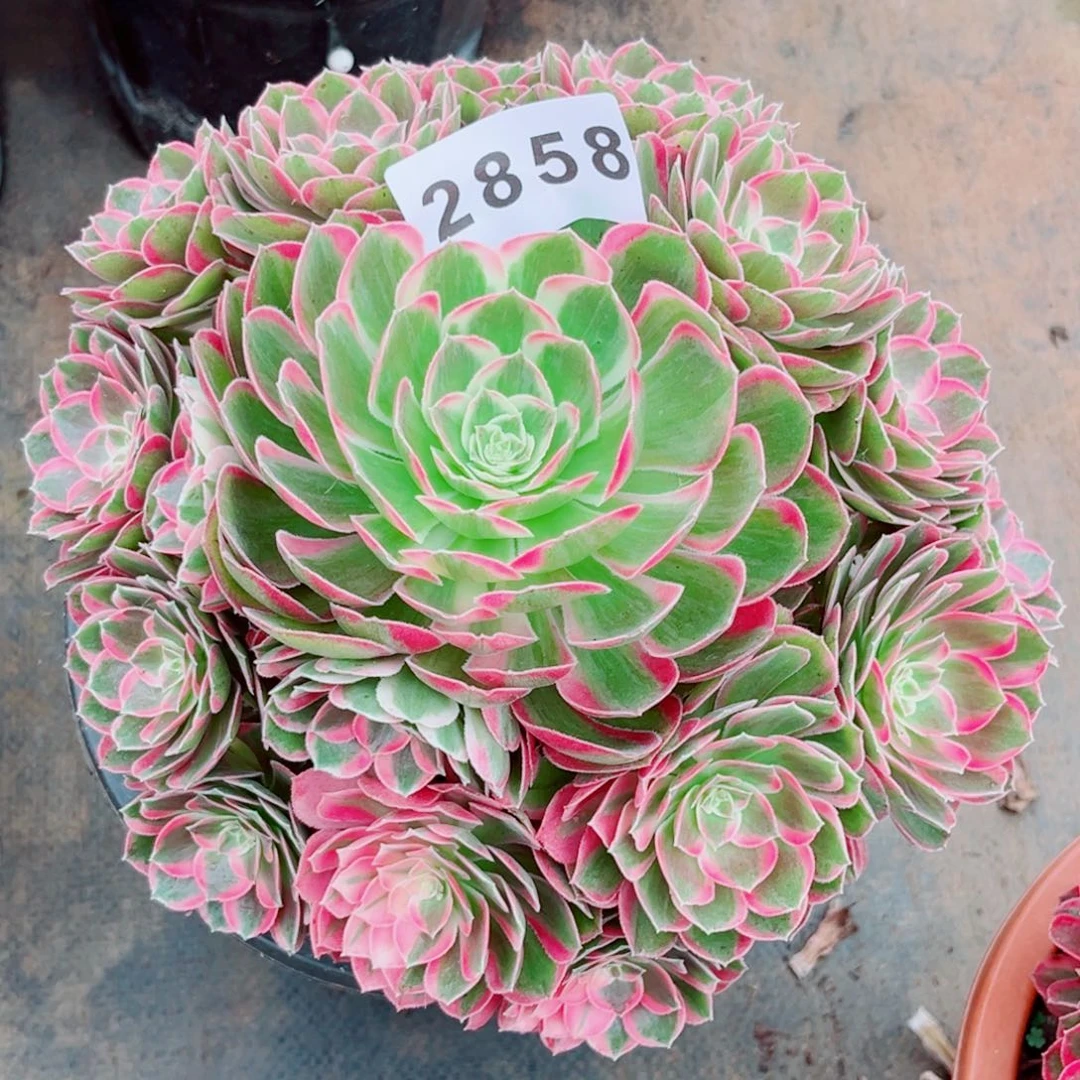 粉孔雀翎特价多肉发货