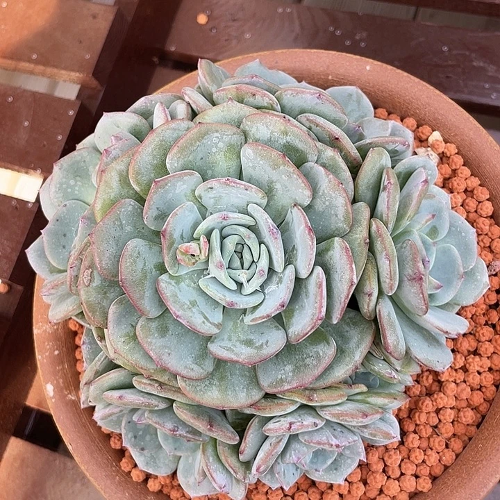 勃朗峰多肉植物群生