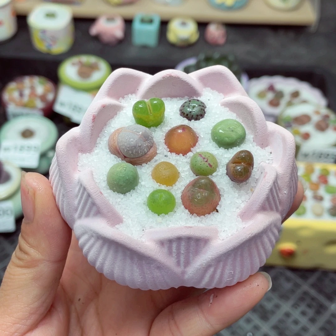 w1902 带盆土发货-零下地区拍保温箱