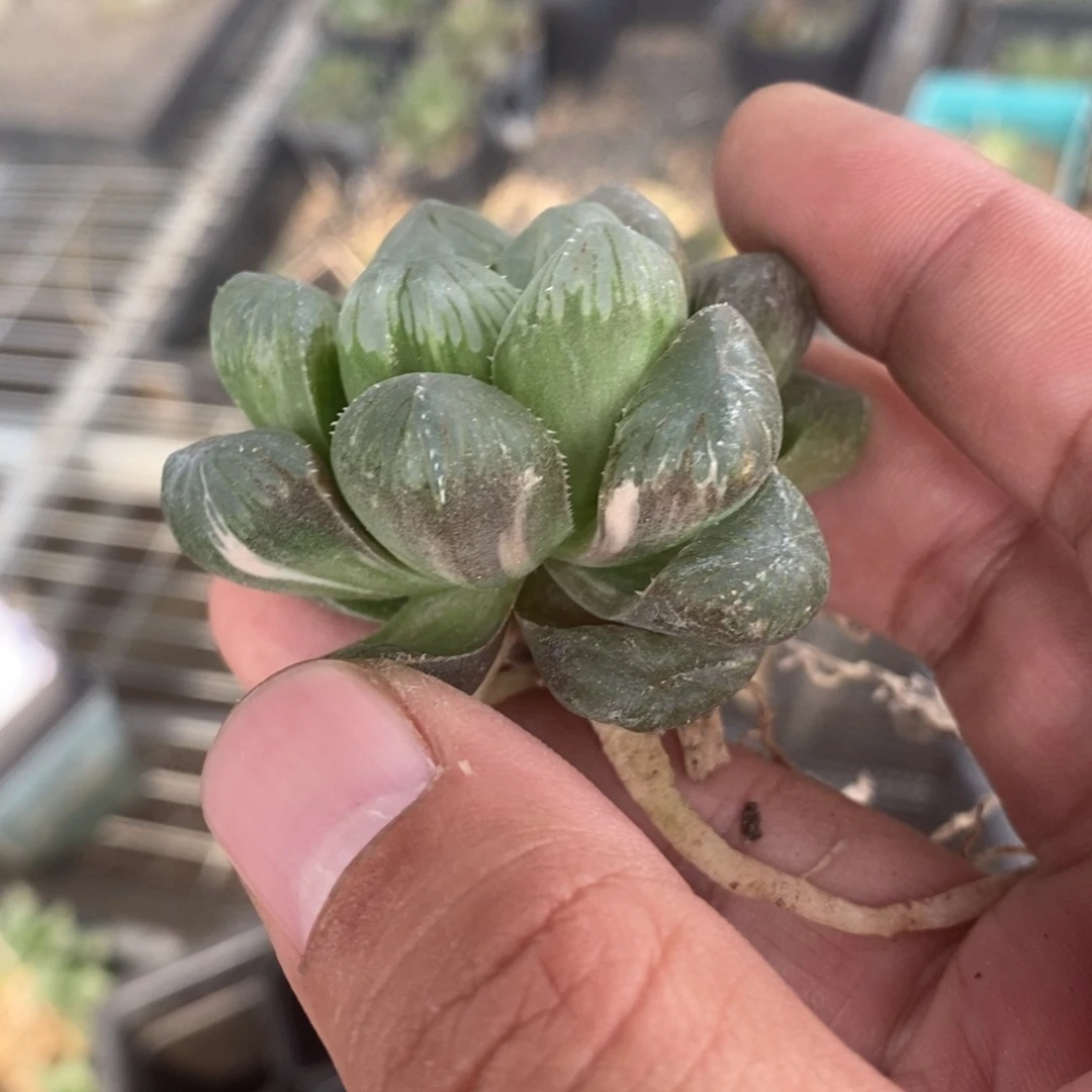 831 一颗大眼珠子锦。超级618福利。