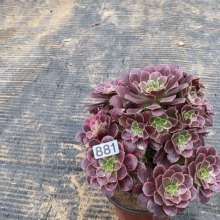 881金丝雀多肉法师