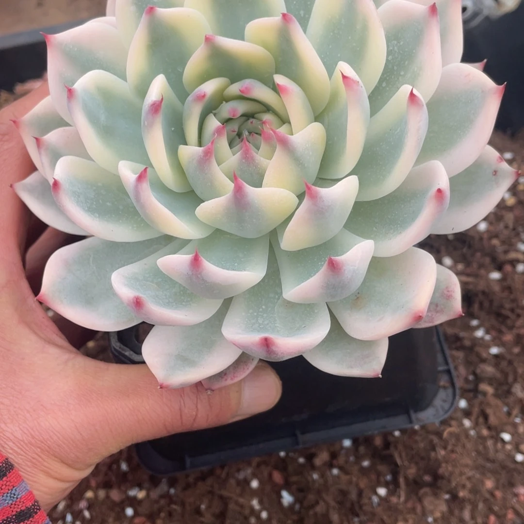 绍****司淘多肉吉娃娃锦一个