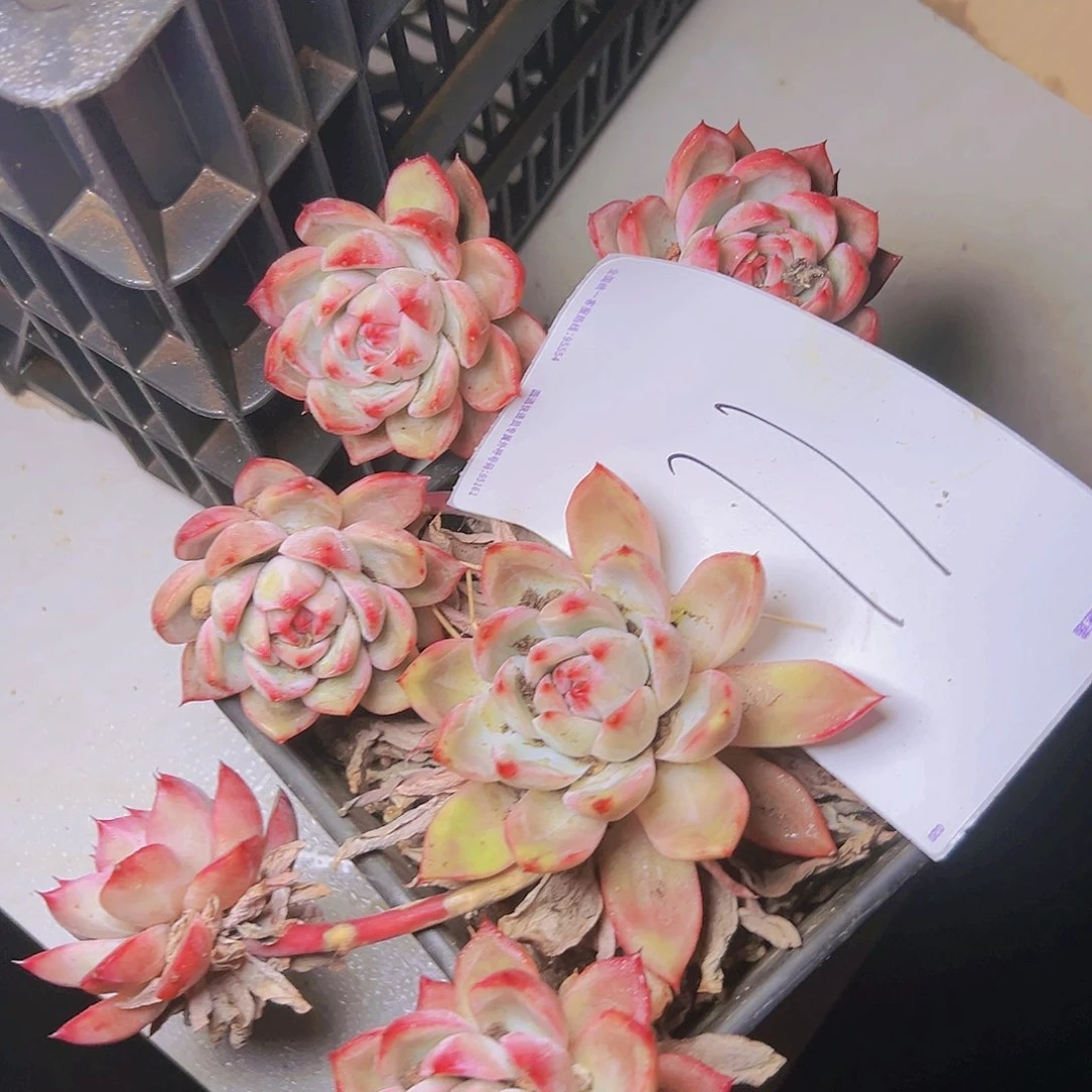 多肉一个基地直发编号11可能会断