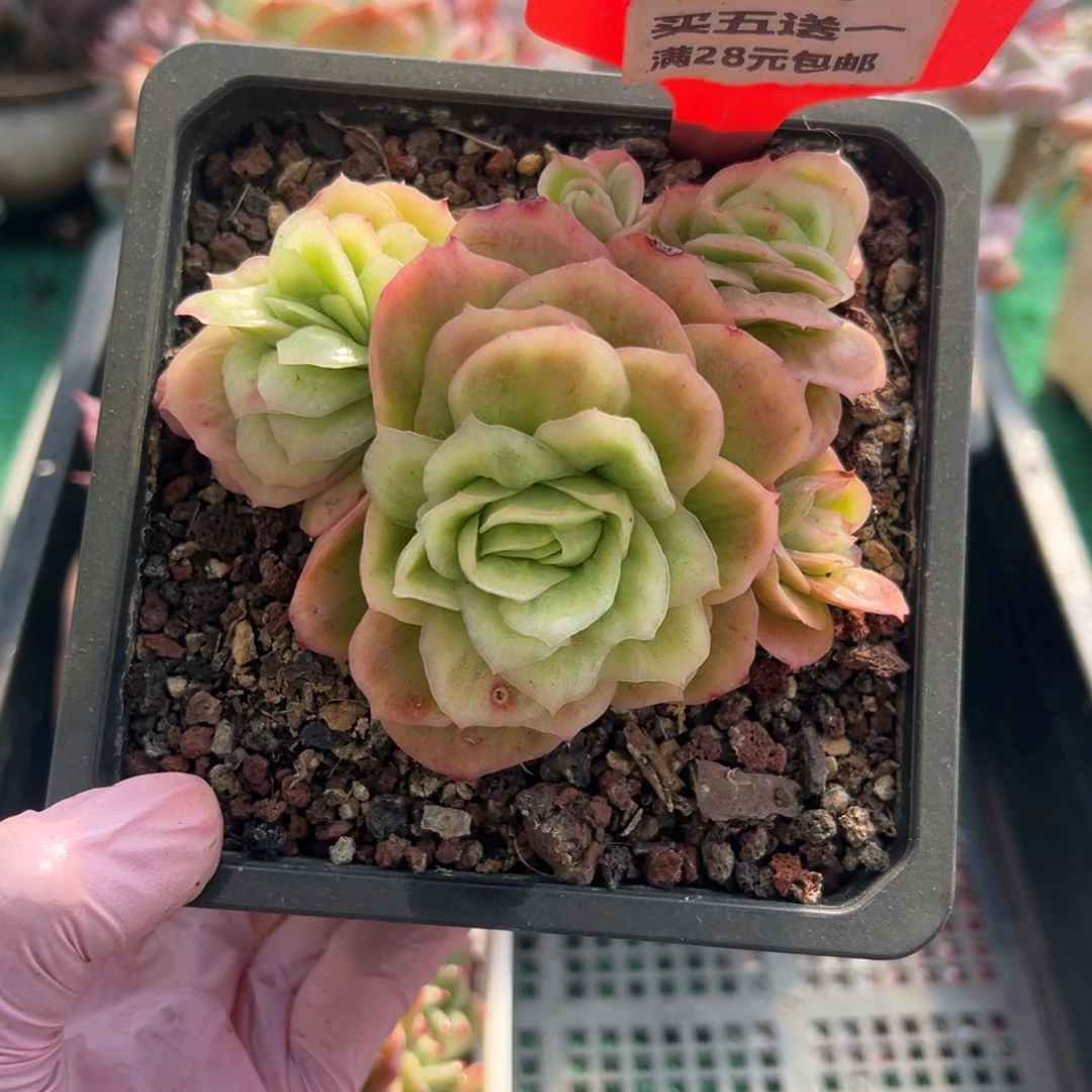 表妹精品多肉植物500.