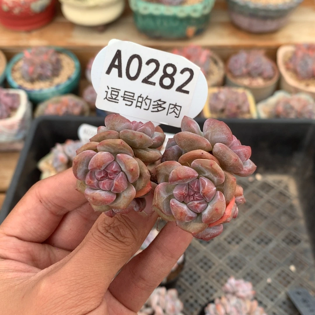 A0282 突尼斯 双砍福利 6.5cm