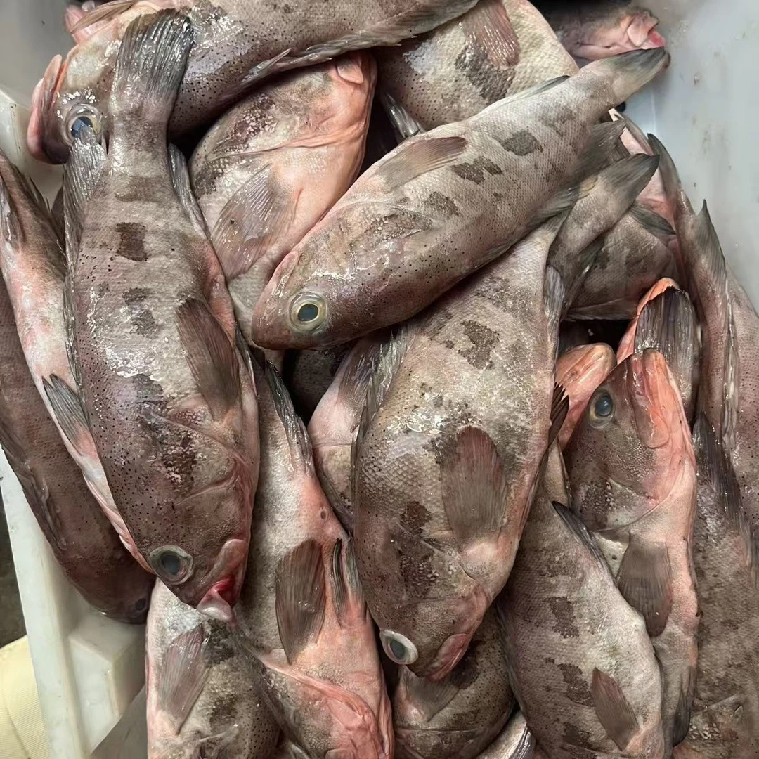 新鲜捕捞)  野生石斑鱼 鲜活速冻净重发货 没有冰 10条