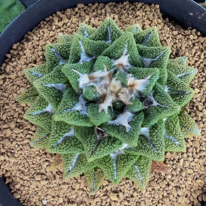 大型超大2.5cm尤宽