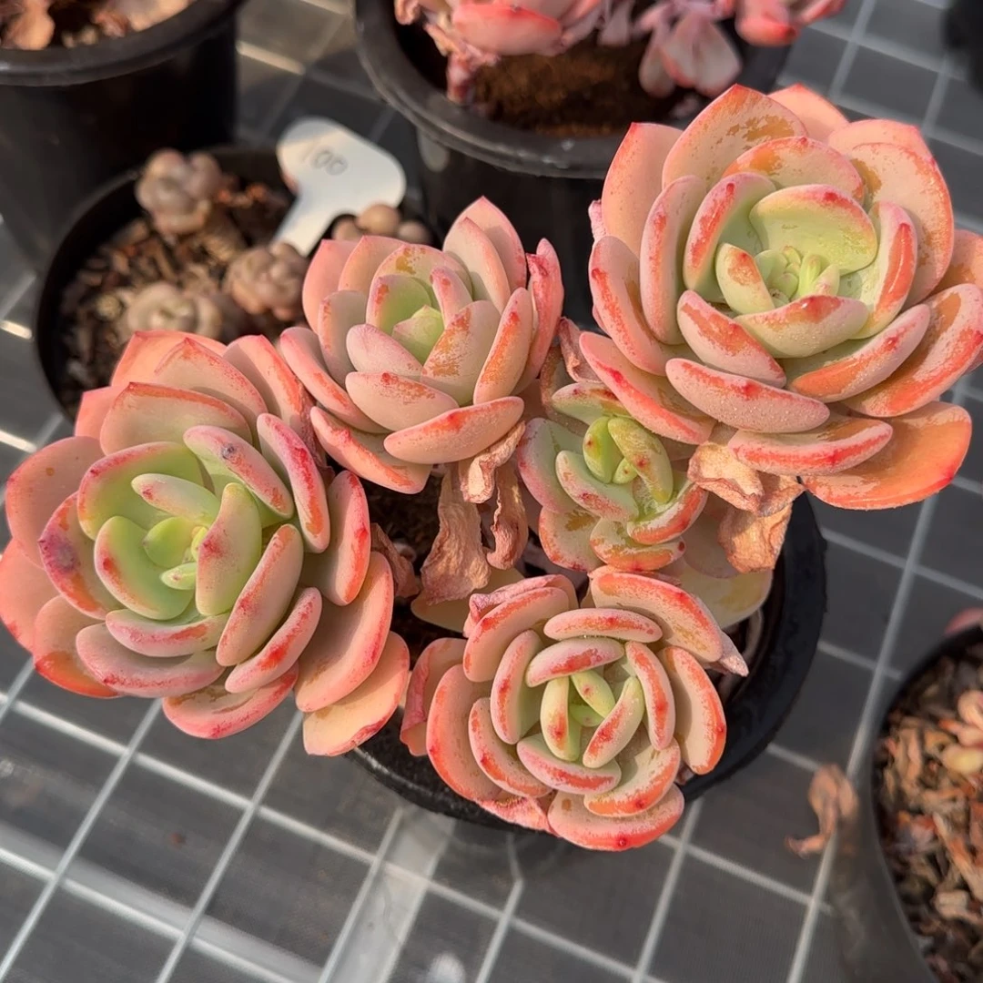 从前慢花园精选多肉白月光