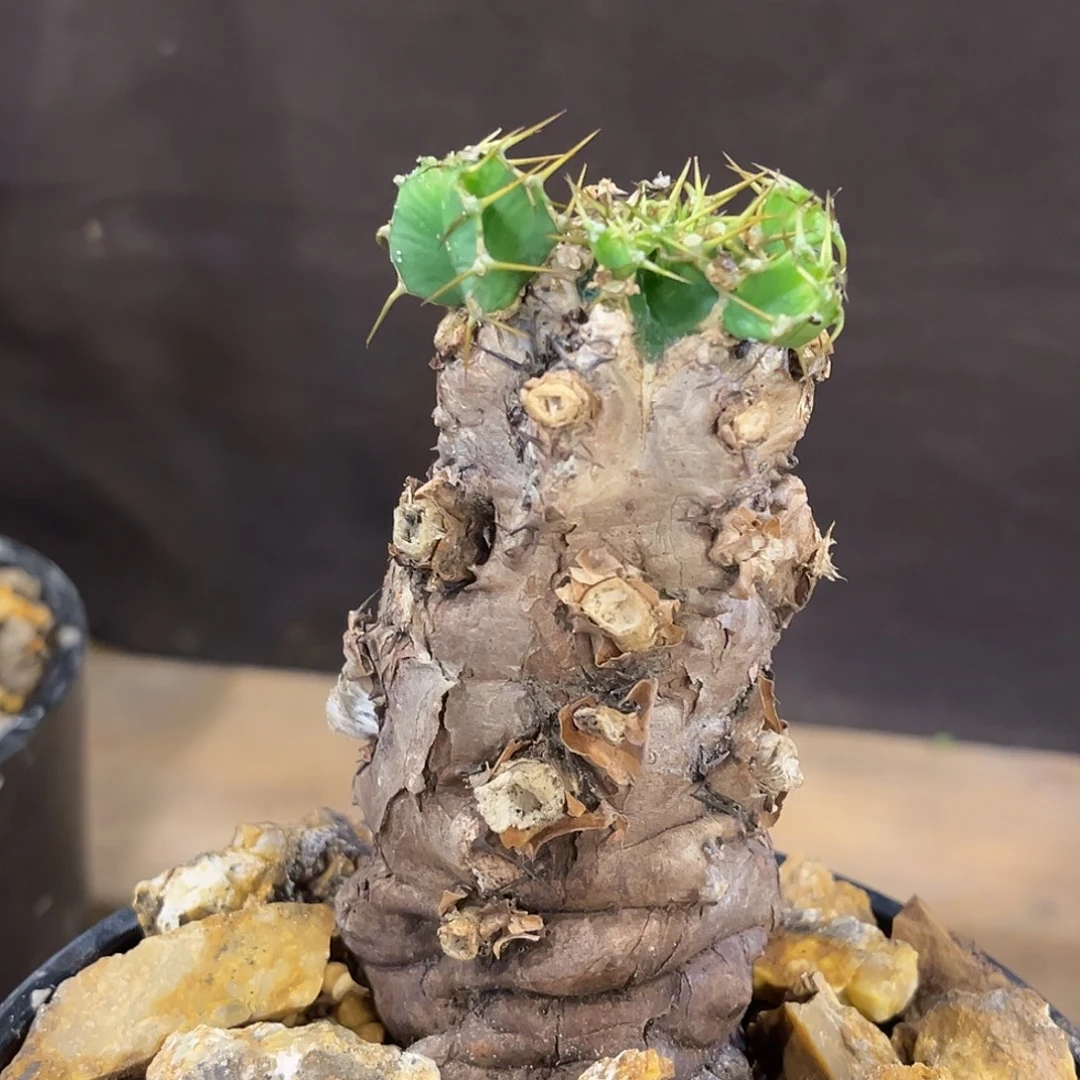 潮流植物 火山大戟