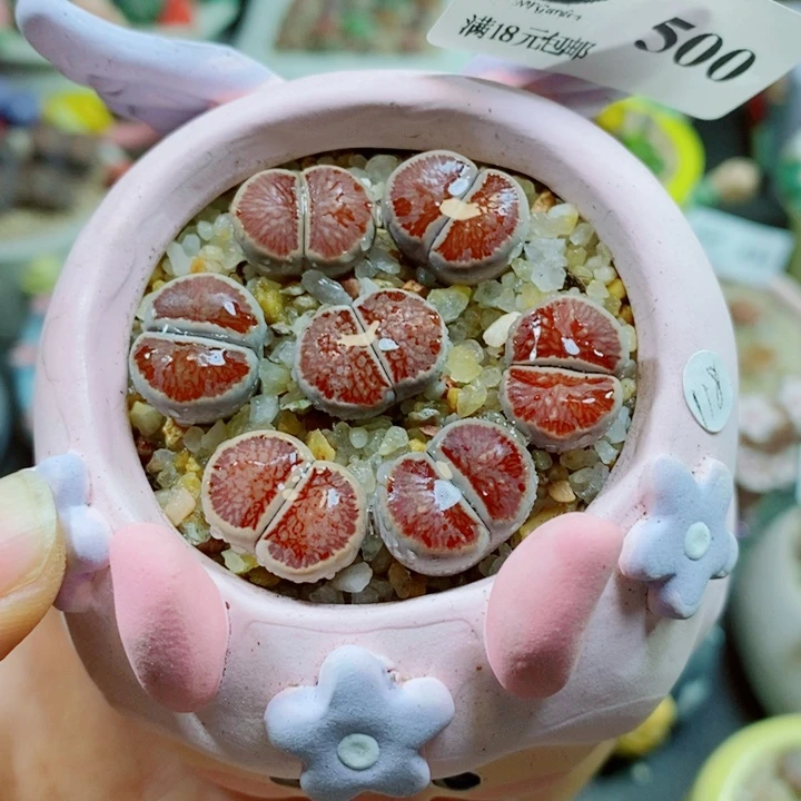 生石花花花花花花花花500