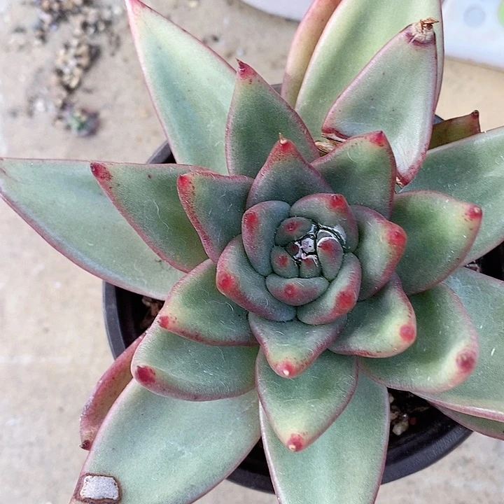 东云一物一拍，东云