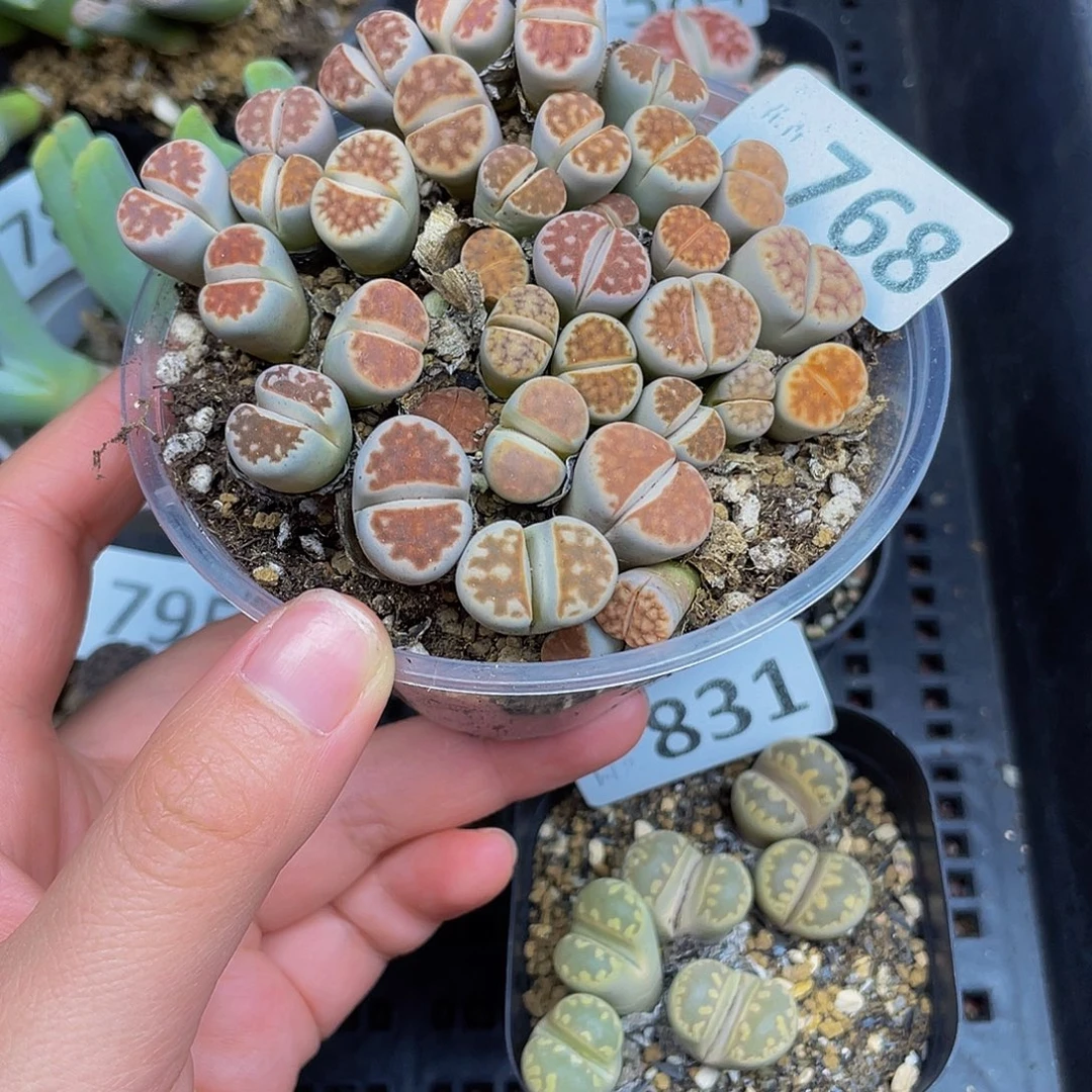 768000000000花花花花花花花哈