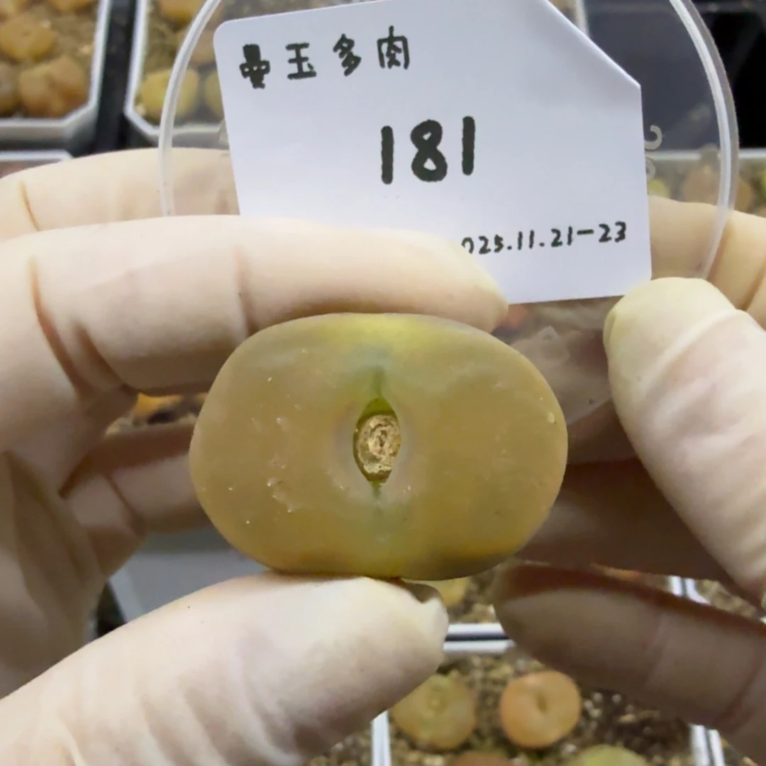 多肉多肉多肉11-181