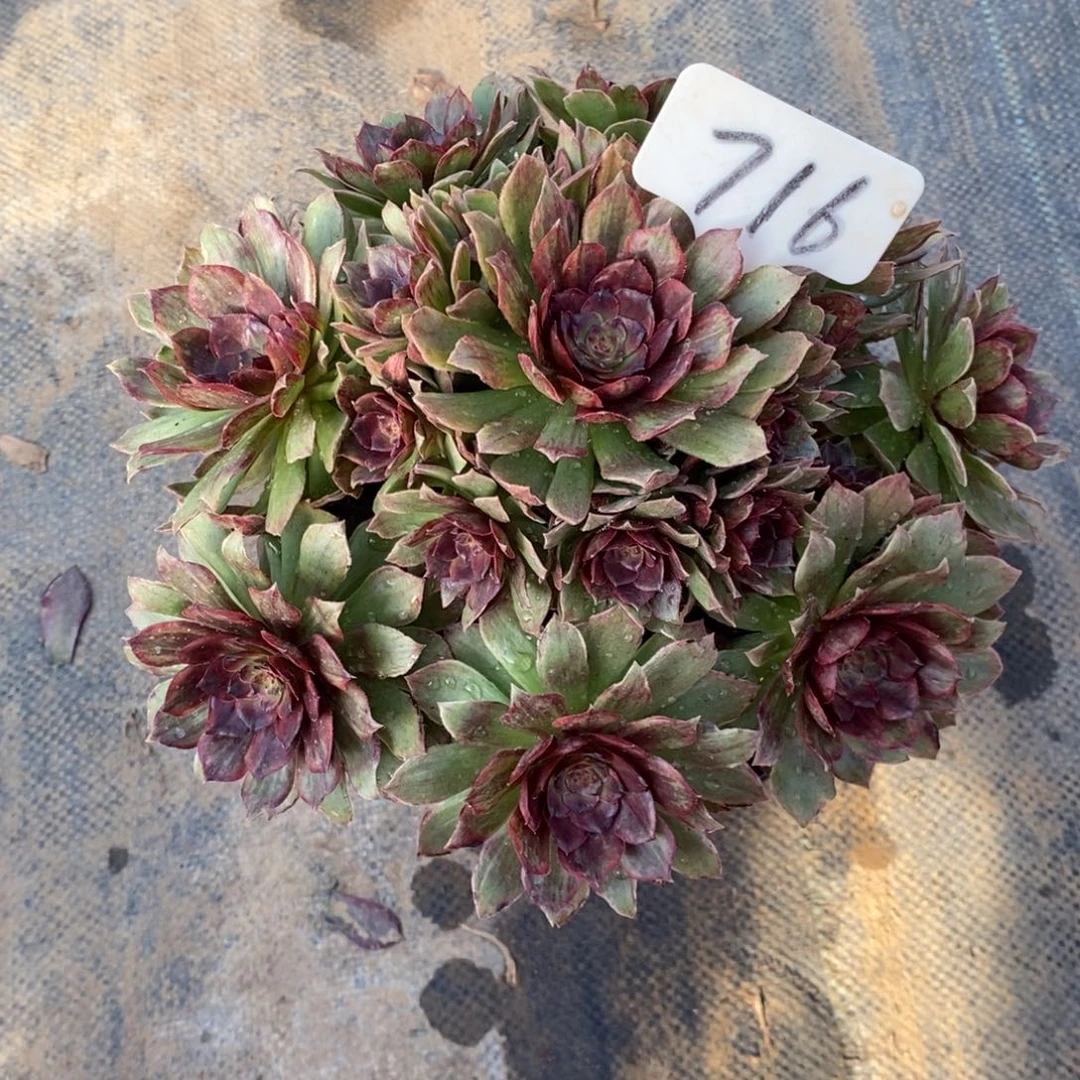 红陶华****)716一物一拍