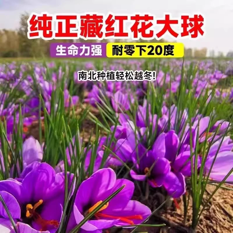 正宗大种球【藏红花种球】多年生室内阳台庭院花卉植物耐寒耐热种植