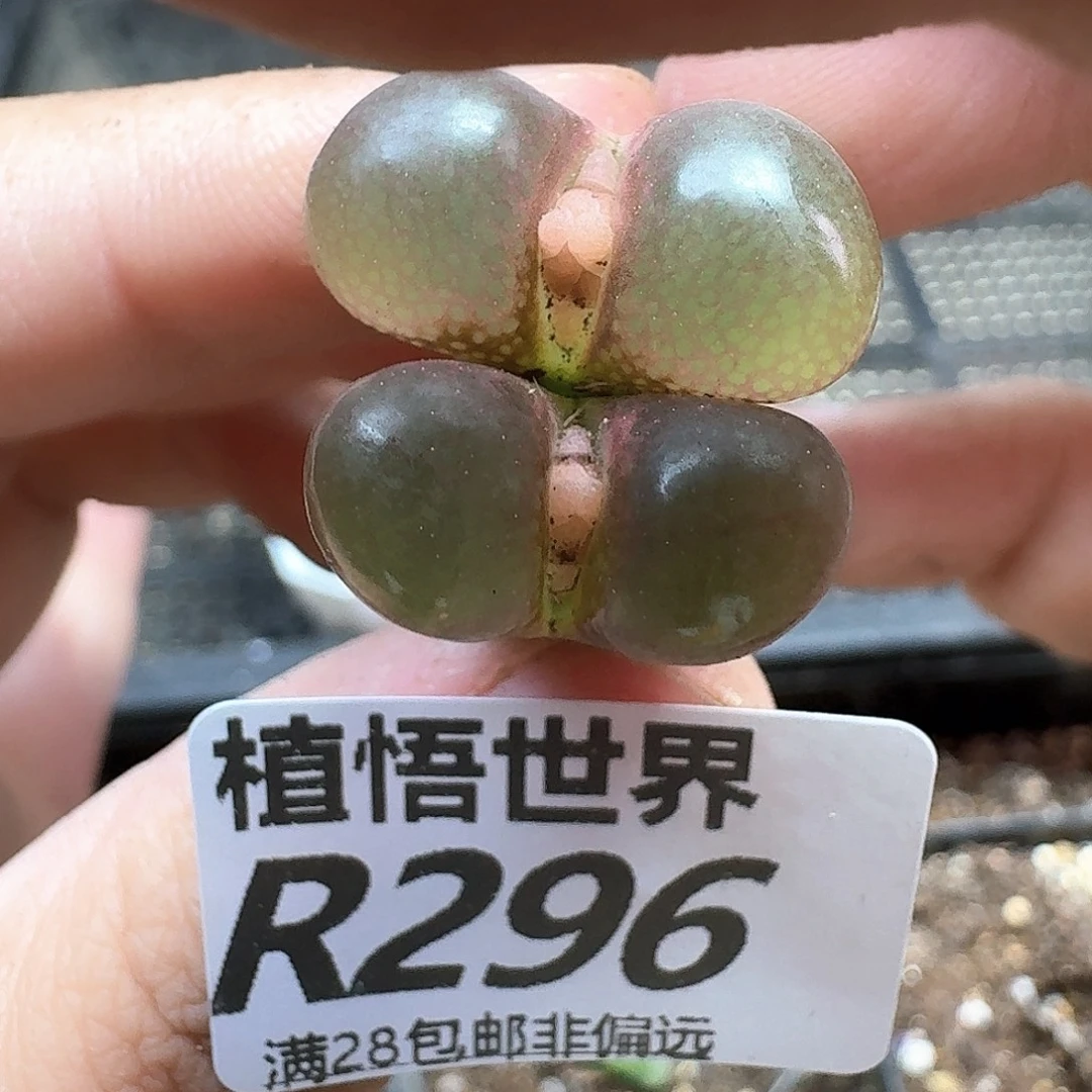 多肉植物的人生额ff