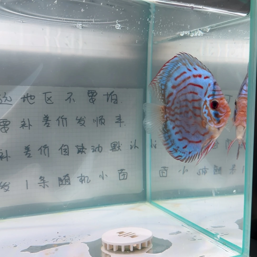 七彩神仙鱼肉身7-8偏远地区不拍