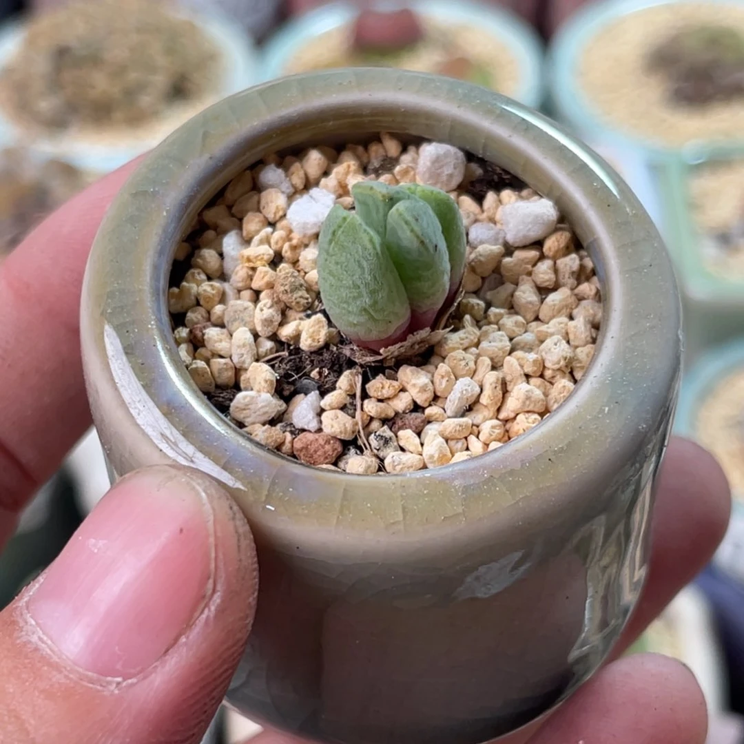 无花朵1236/一物一拍 带盆