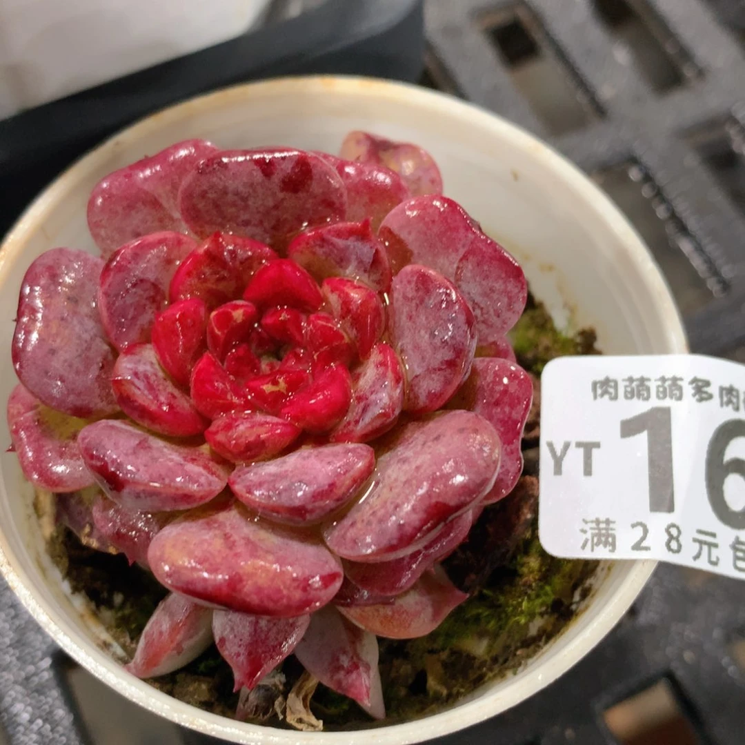 肉萌萌拇指盆精控多肉YT167