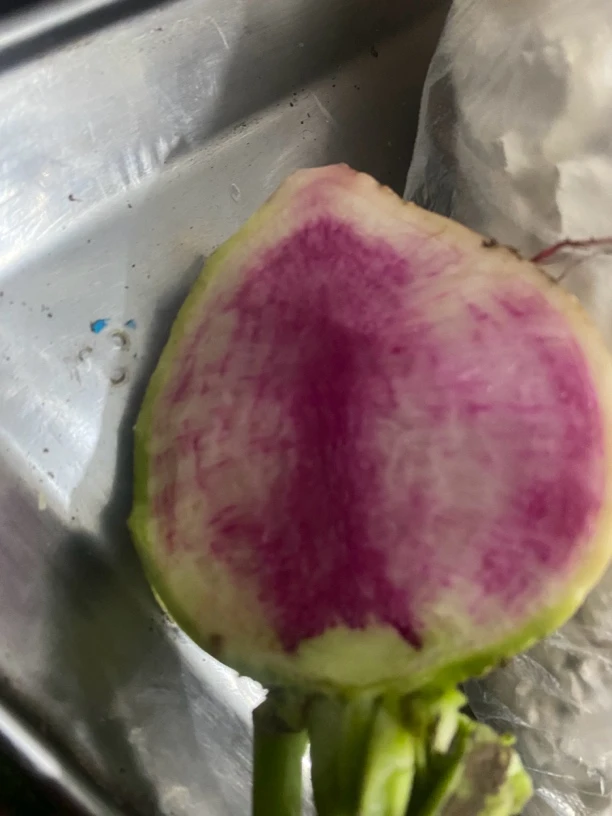 婆婆自种农家萝卜（打过霜）