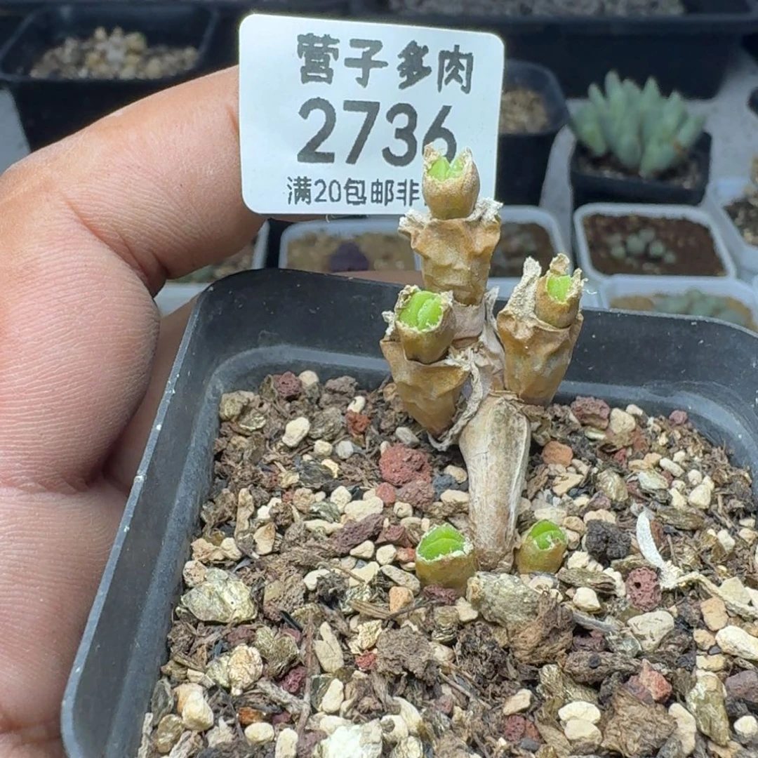 碧光环。    带盆土。