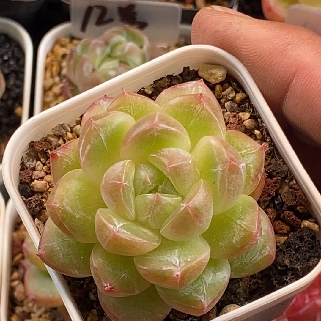 天官赐福百无禁忌