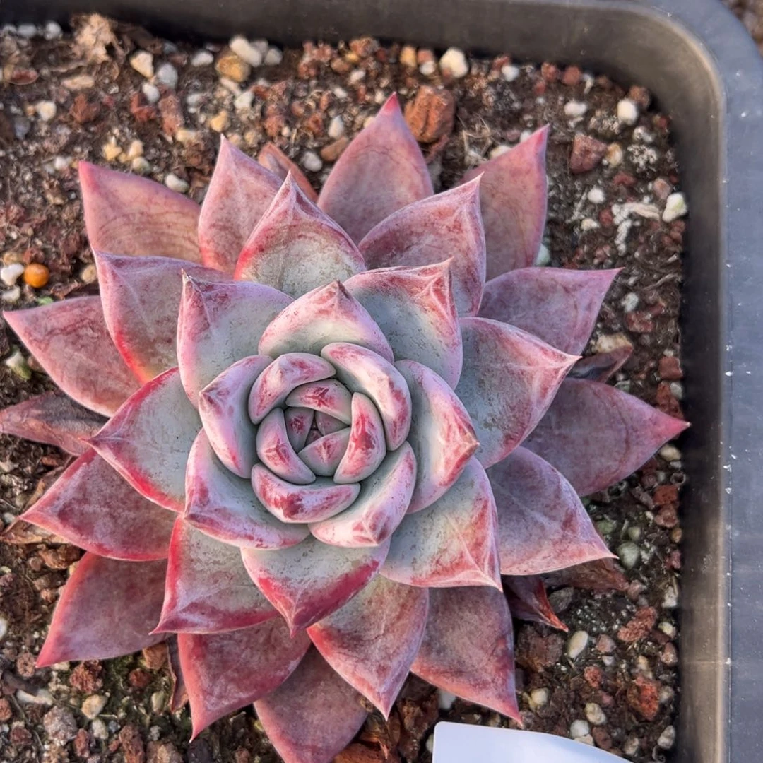 ヾ****4197肉肉肉肉肉肉肉