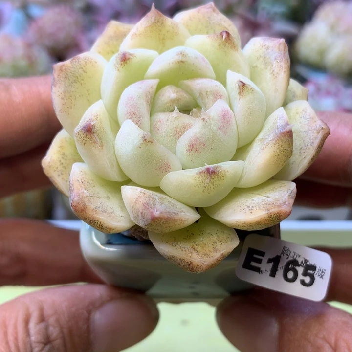 E165一物一拍带盆发