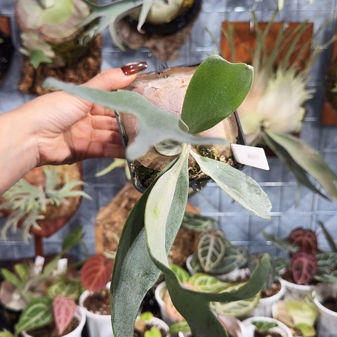 完全开放深绿普米拉