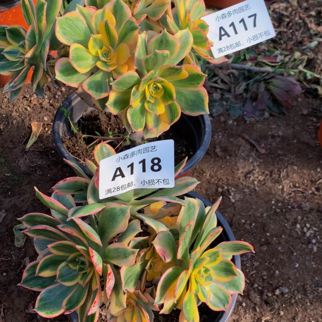 【闪购商品】?*?117118灿烂多肉
