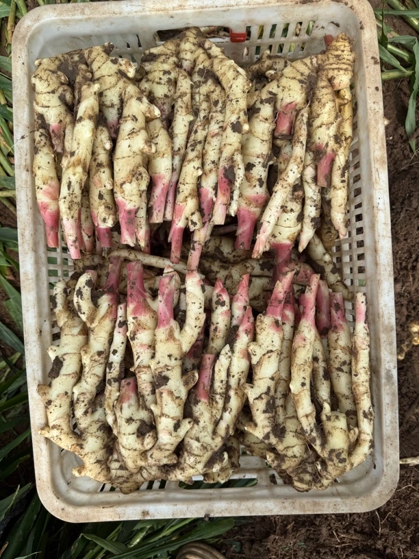 自家新鲜生姜泥姜安丘红牙姜产地正宗小嫩姜芽直发