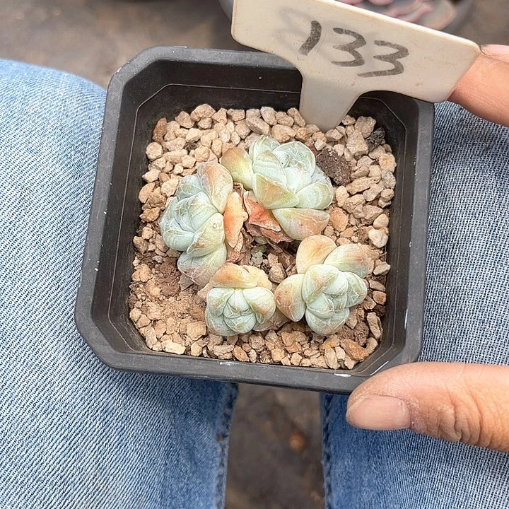 晨语多肉，一物一拍133