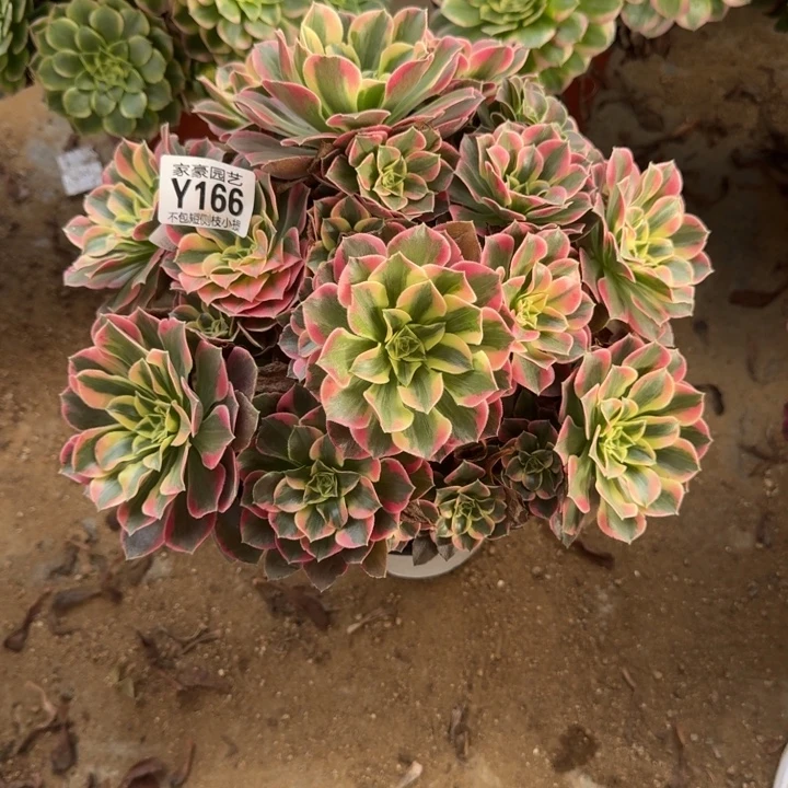 166女妖官服30左右2