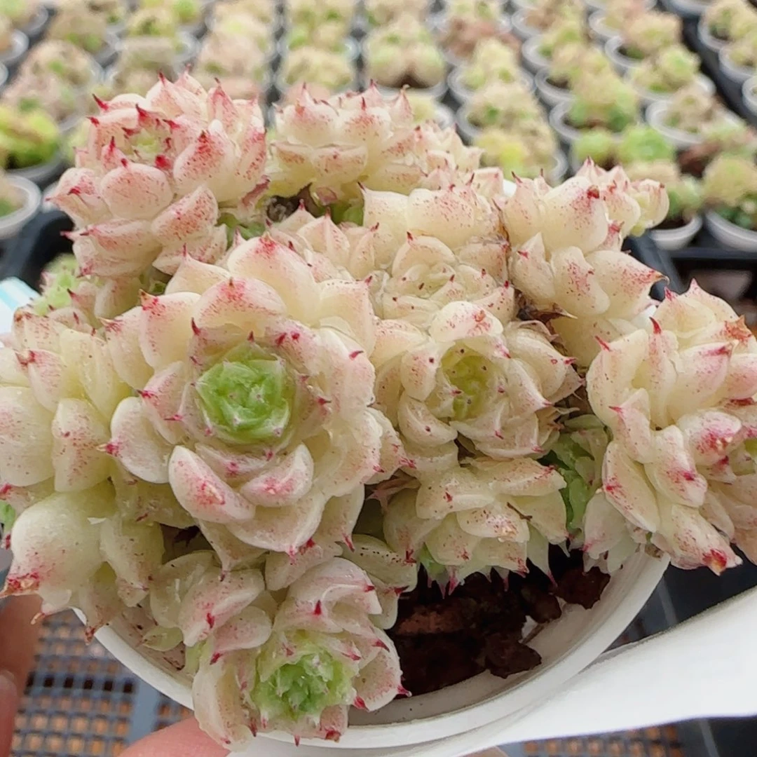 花语逸镜0623-92开播福利散