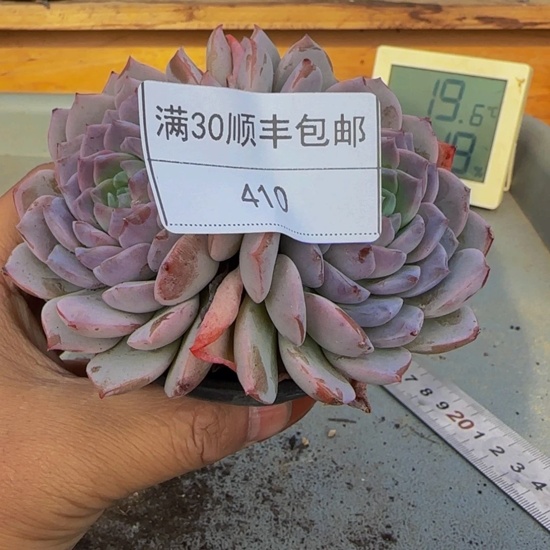 410恩宠多肉双头10cm