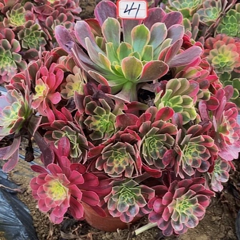 凤冠老桩捧花法师41号